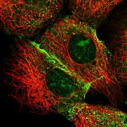 IQSEC1 Antibody, Novus Biologicals:Antibodies:Primary Antibodies